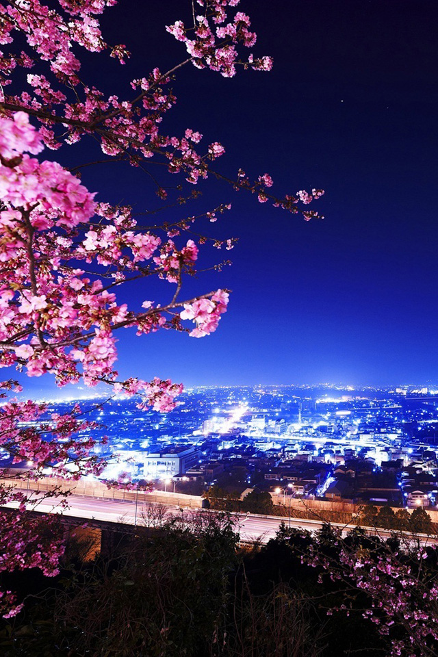 この電話は壁紙に属しています,空,自然,桜の花,花,紫の