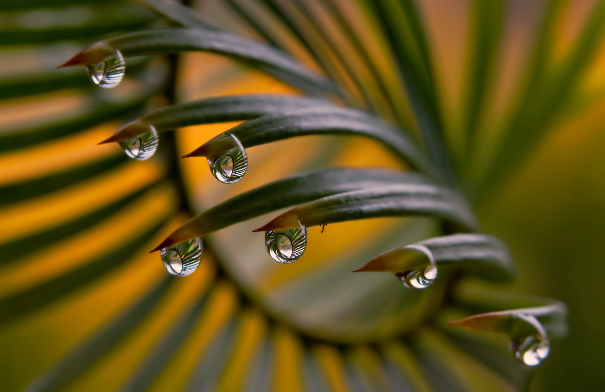 2k fondo de pantalla para móvil,agua,fotografía macro,verde,soltar,rocío