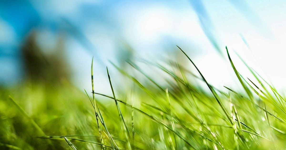 alpana progetta sfondi,erba,natura,verde,paesaggio naturale,pianta