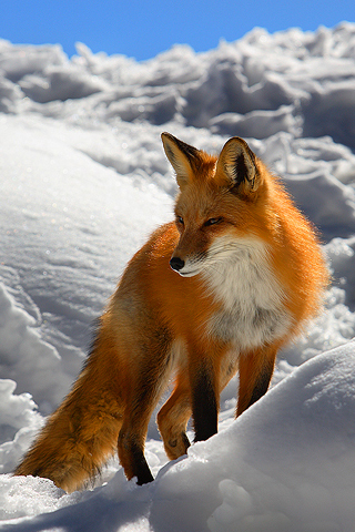 tier telefon wallpaper,roter fuchs,fuchs,tierwelt,schnauze,roter wolf