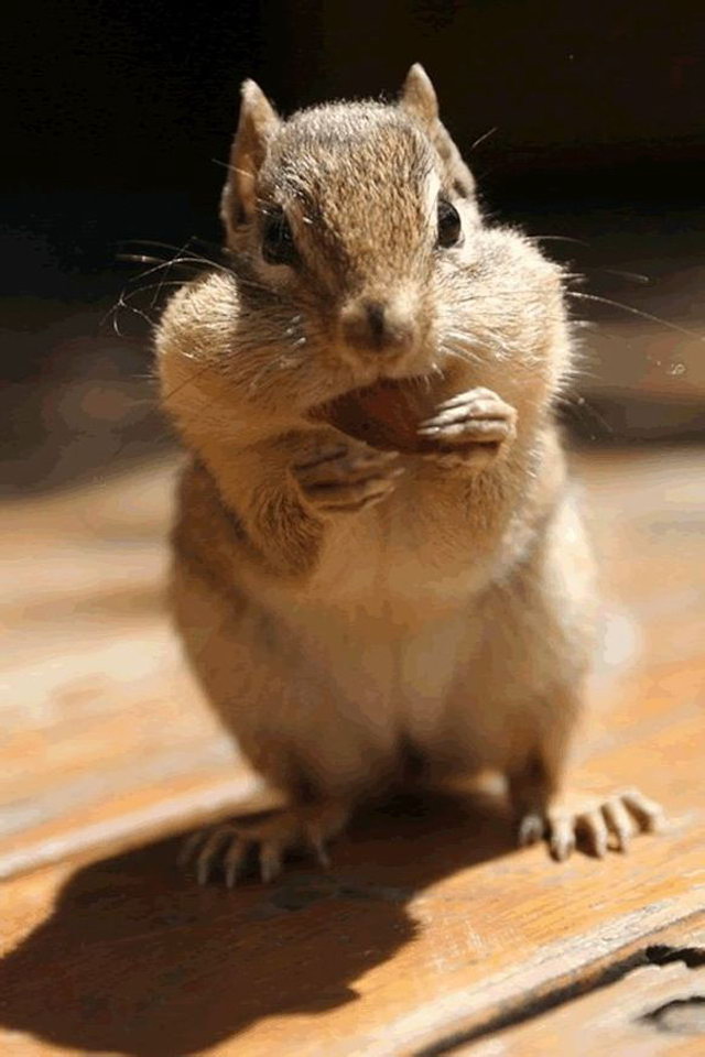 tier telefon wallpaper,eichhörnchen,chipmunk,nagetier,erdhörnchen,fuchs eichhörnchen