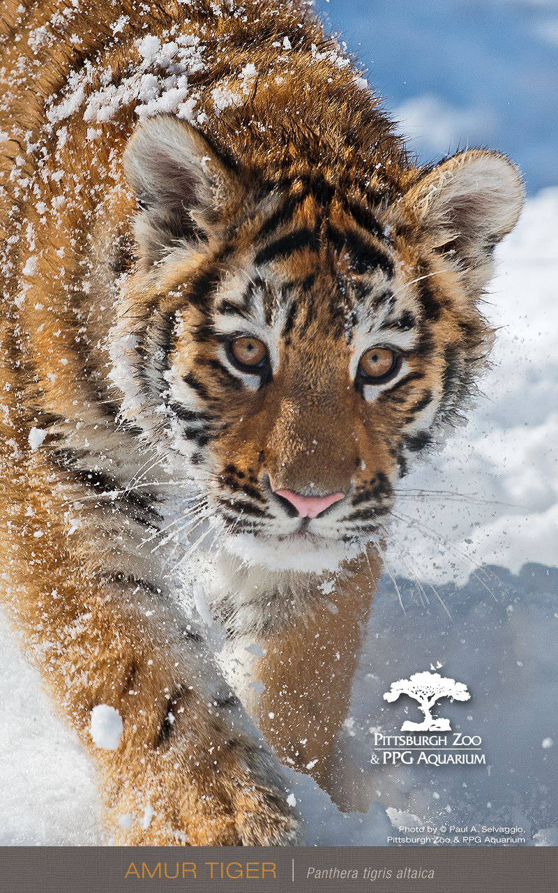 animal phone wallpaper,mammal,vertebrate,wildlife,bengal tiger,tiger