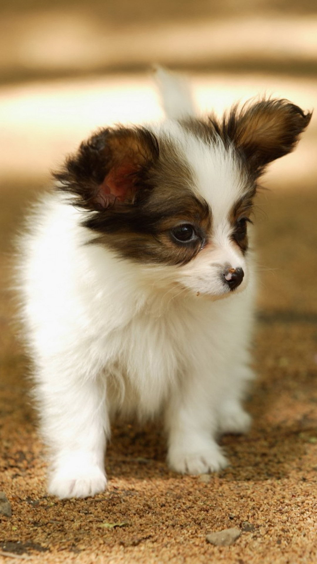 carta da parati animale del telefono,cane,cucciolo,cane da compagnia,papillon,grugno