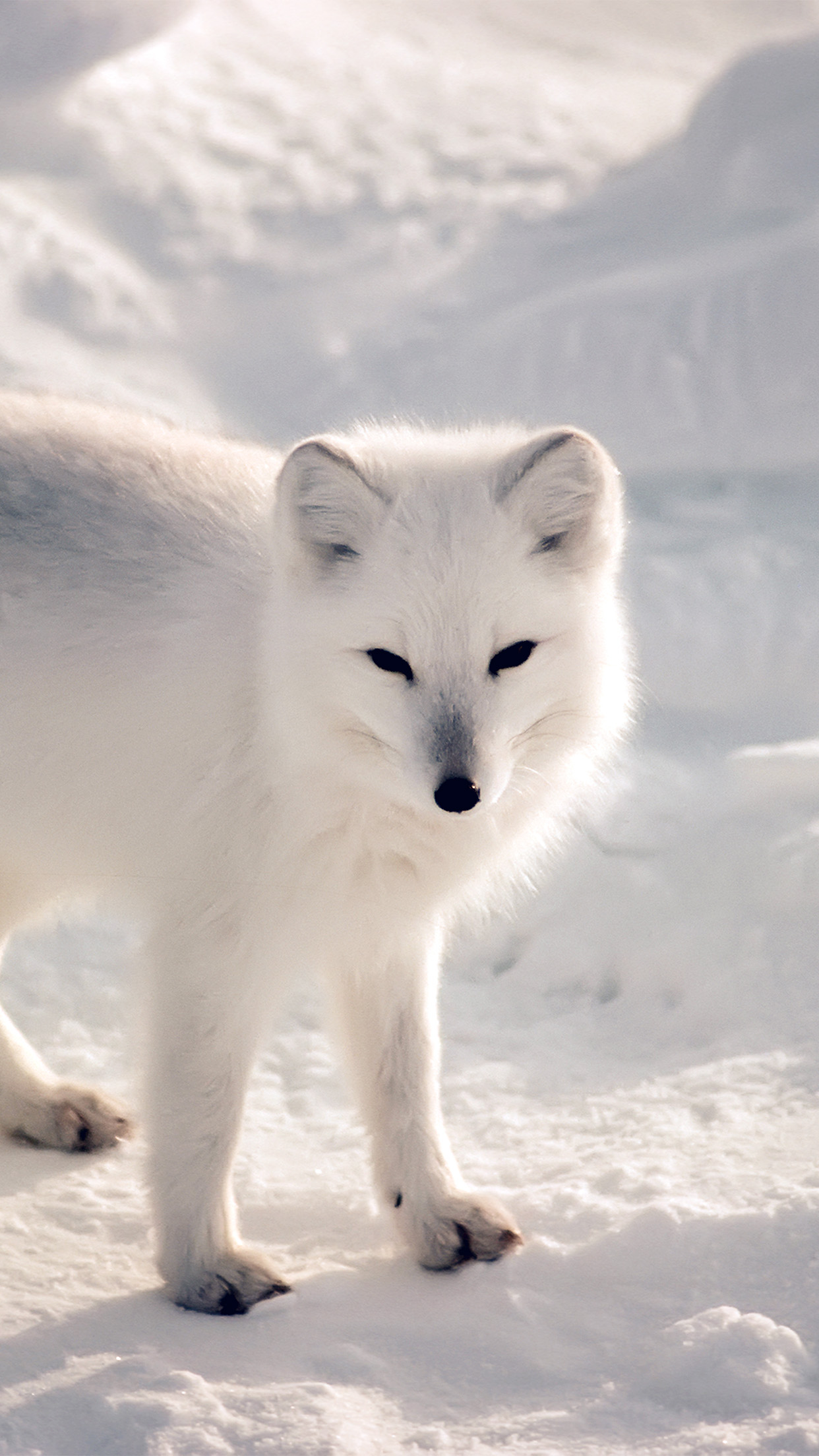 動物の電話の壁紙,ホッキョクギツネ,狐,北極,カニスループスツンドララム,野生動物