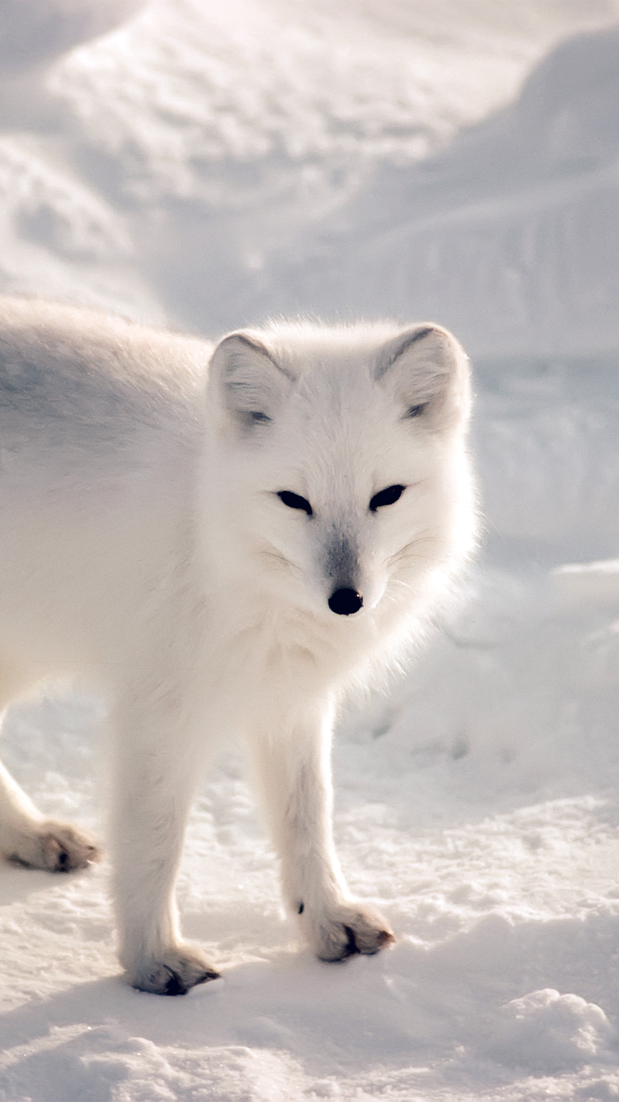 tier telefon wallpaper,polarfuchs,fuchs,arktis,canis lupus tundrarum,tierwelt