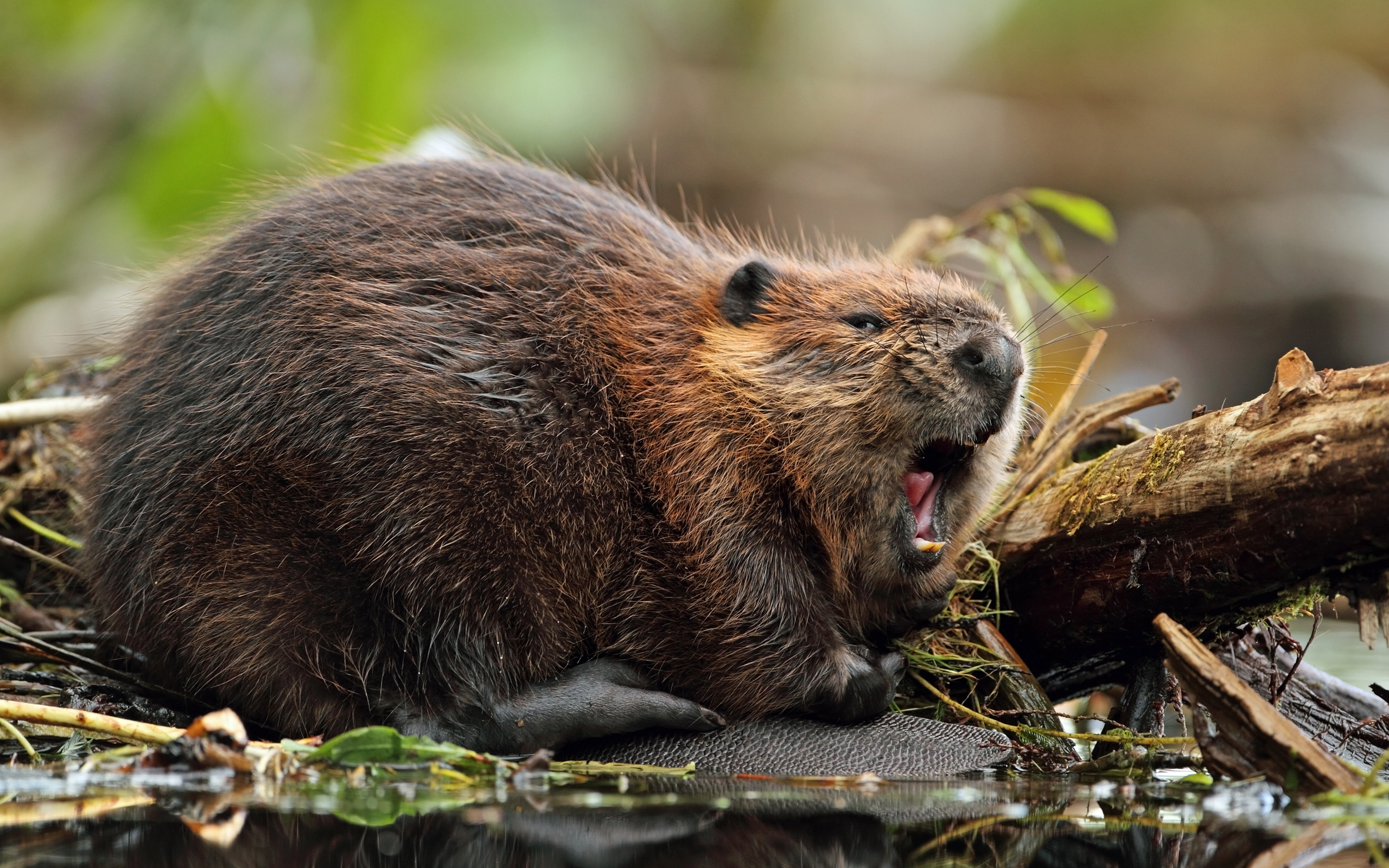 carta da parati castoro,castoro,animale terrestre,roditore,nutria,natura