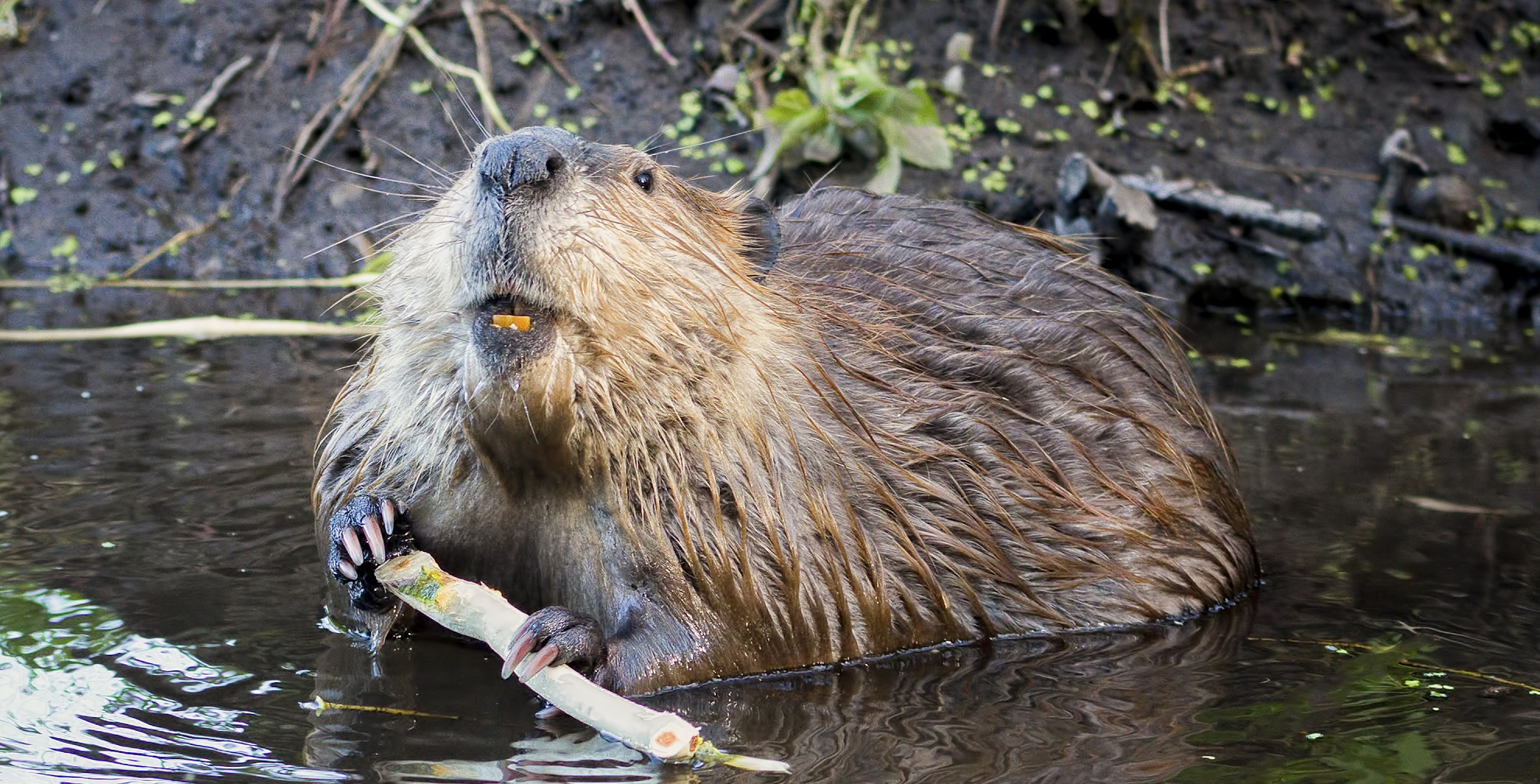 biber tapete,biber,nutria,nagetier,landtier,otter