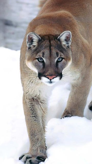 animal phone wallpaper,mammal,vertebrate,wildlife,cougar,felidae