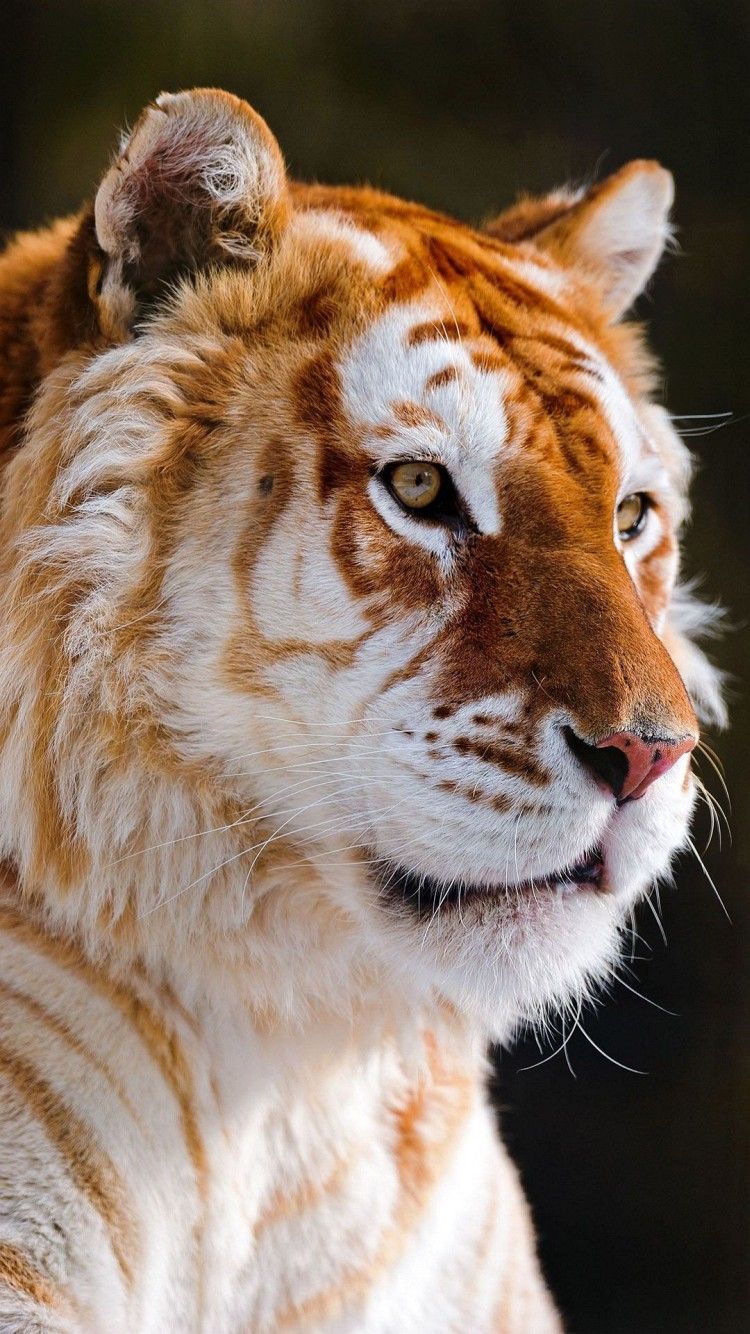 fond d'écran de téléphone animal,faune,animal terrestre,félidés,tigre du bengale,moustaches