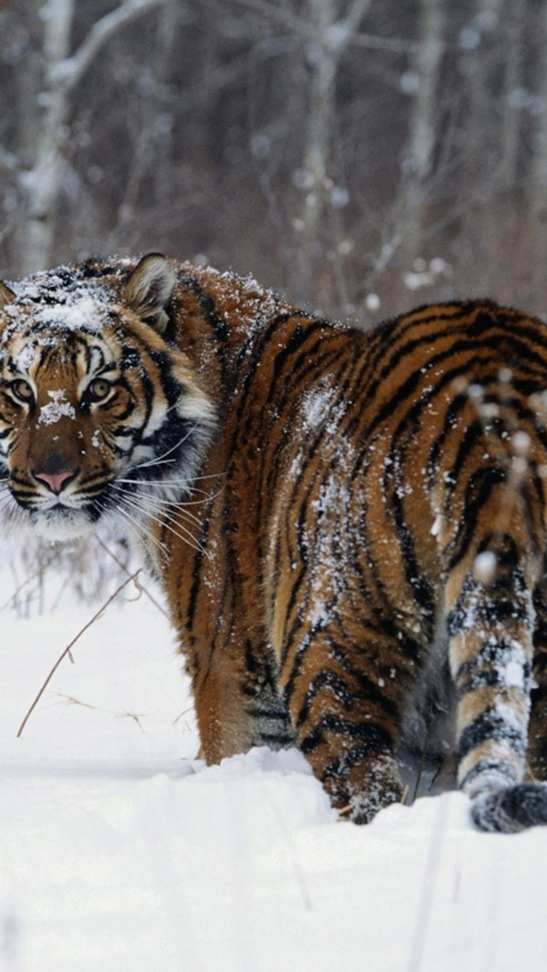 animal phone wallpaper,tiger,mammal,vertebrate,bengal tiger,siberian tiger