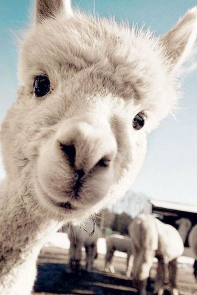 animal phone wallpaper,mammal,vertebrate,llama,alpaca,camelid