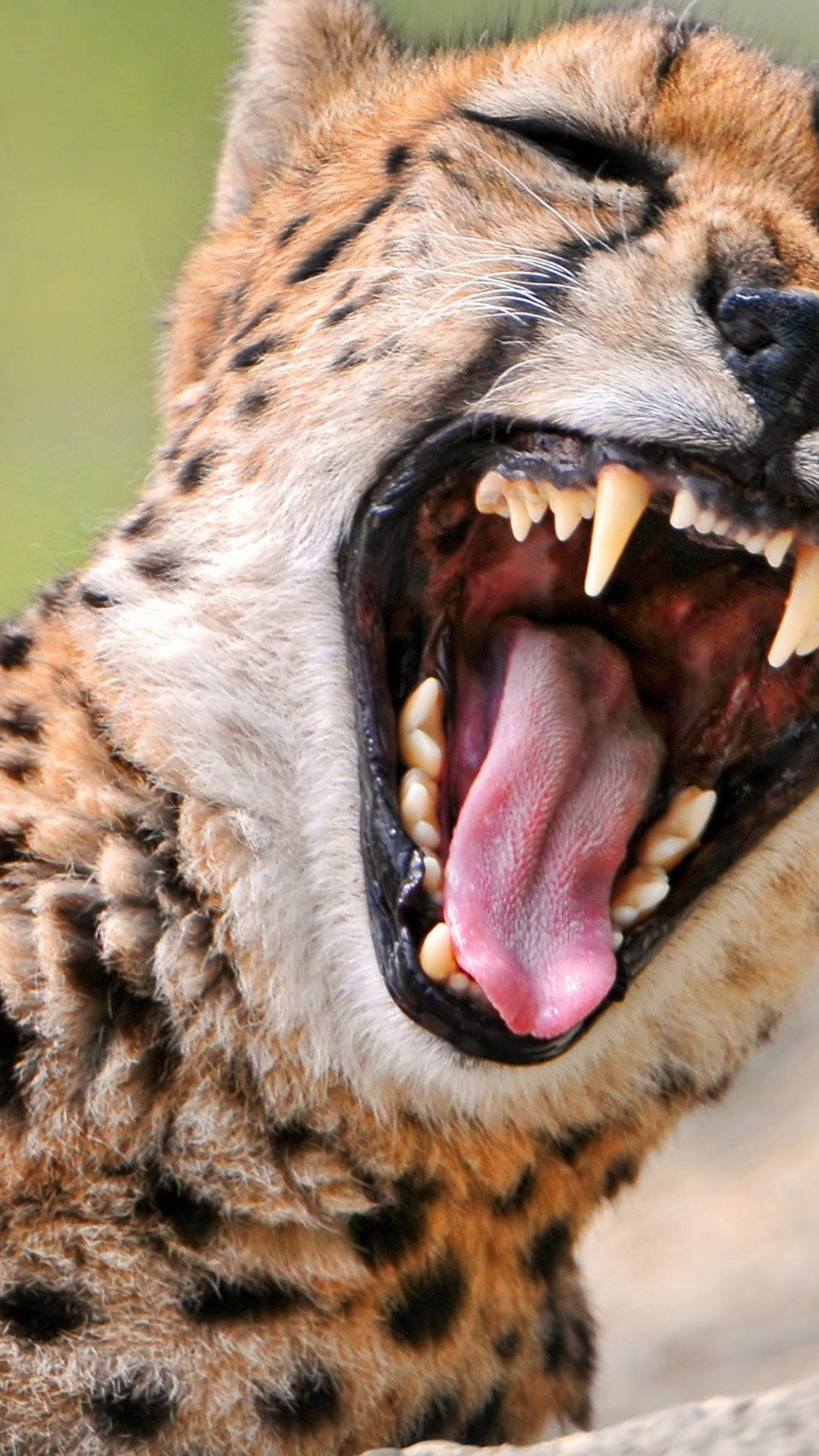 animal phone wallpaper,vertebrate,terrestrial animal,roar,wildlife,facial expression