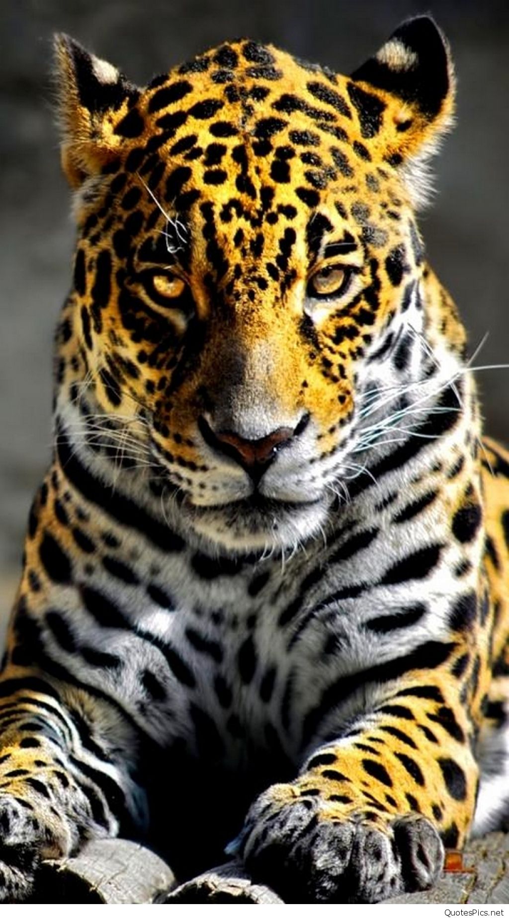 animal phone wallpaper,terrestrial animal,mammal,vertebrate,wildlife,jaguar