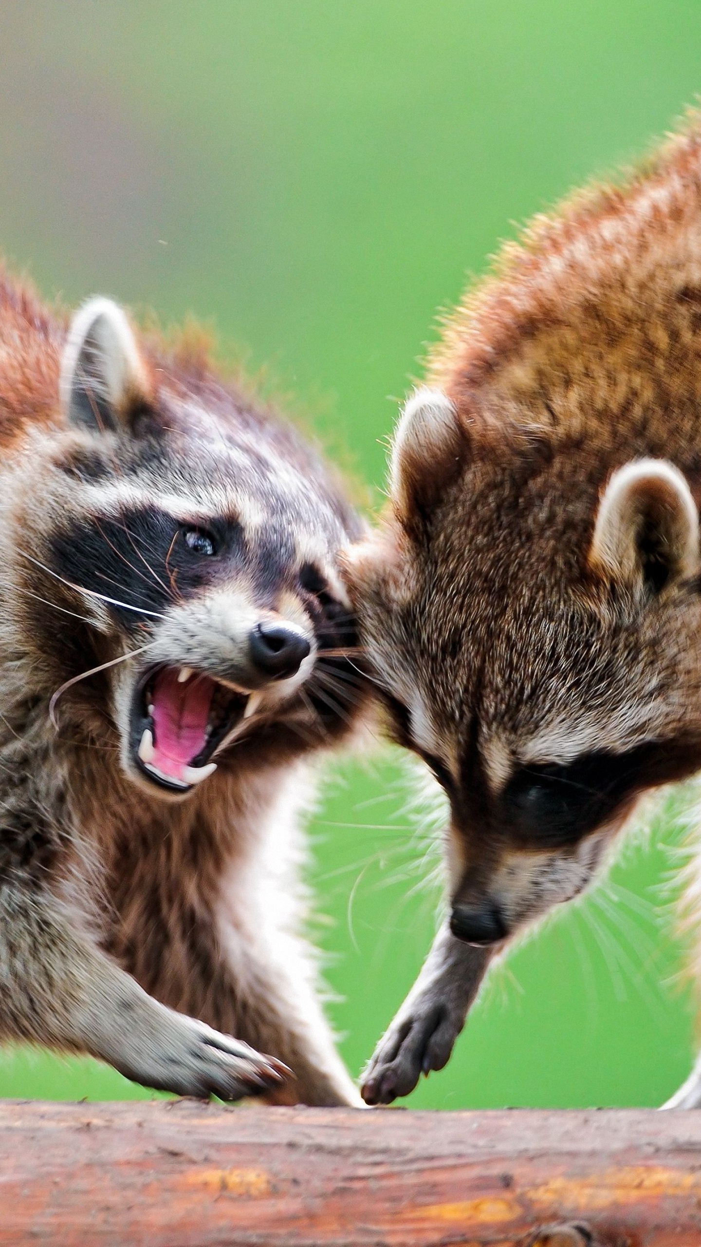 動物の電話の壁紙,陸生動物,プロシオン,野生動物,鼻,ひげ