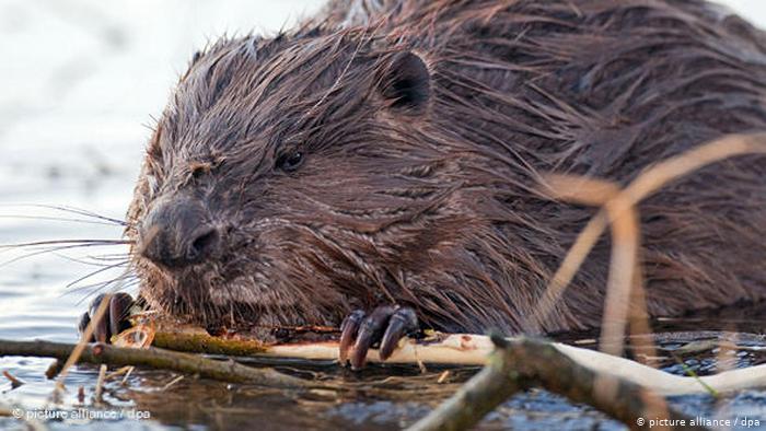 biber tapete,biber,nutria,landtier,stachelschwein der neuen welt,otter