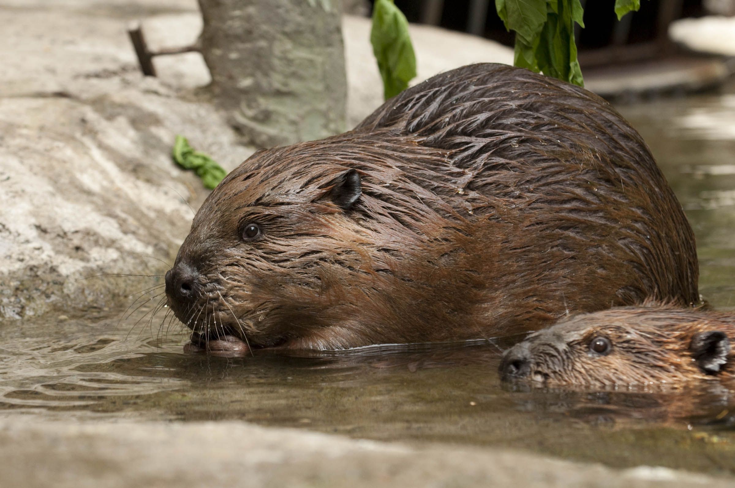 biber tapete,biber,nutria,landtier,nagetier,otter