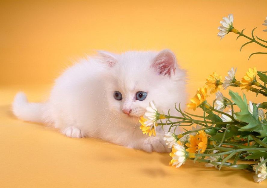 fond d'écran agréable et mignon,chat,chats de petite à moyenne taille,félidés,moustaches,chaton