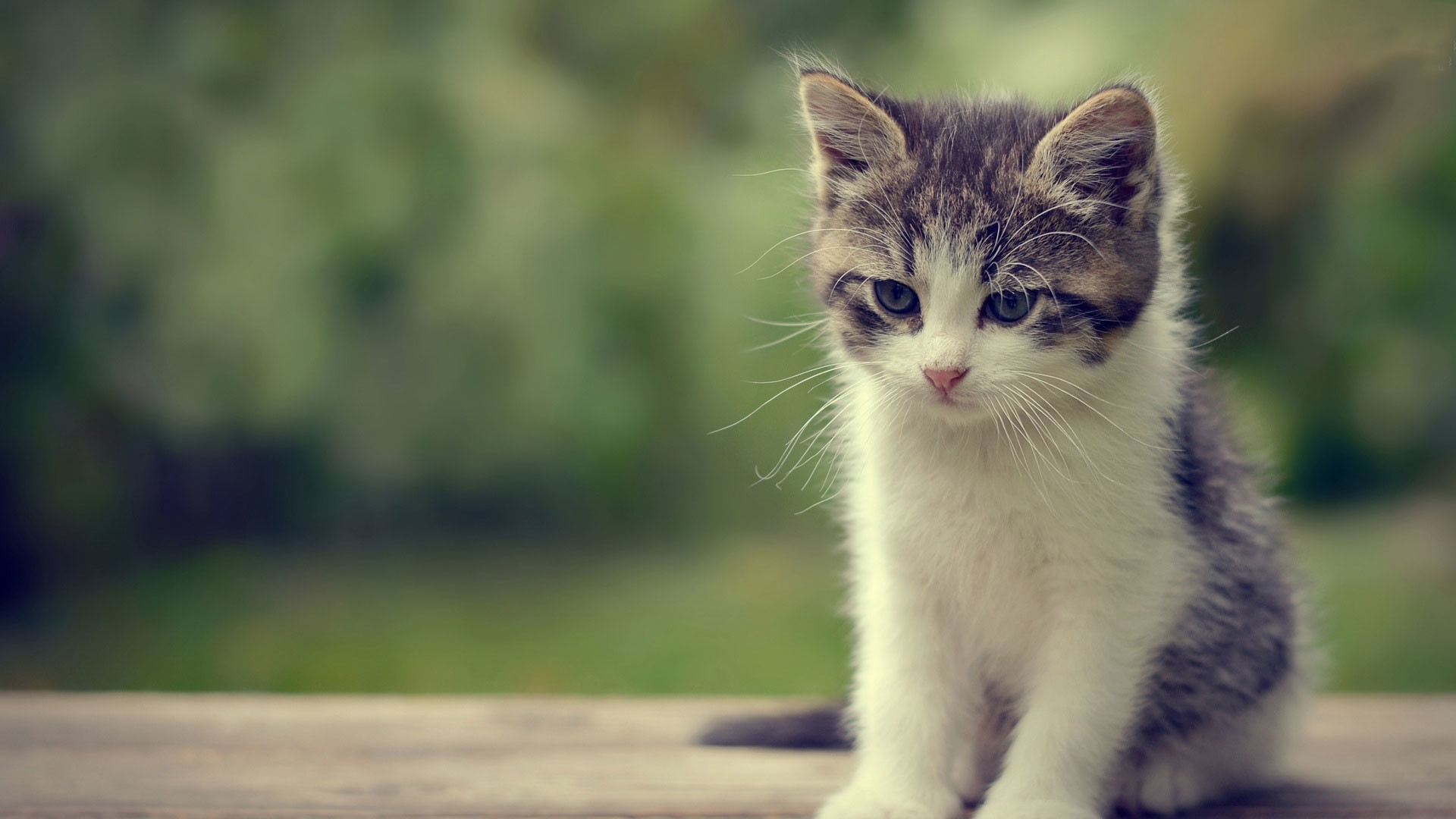 素敵でかわいい壁紙,ネコ,ひげ,中型から中型の猫,ネコ科,飼い猫