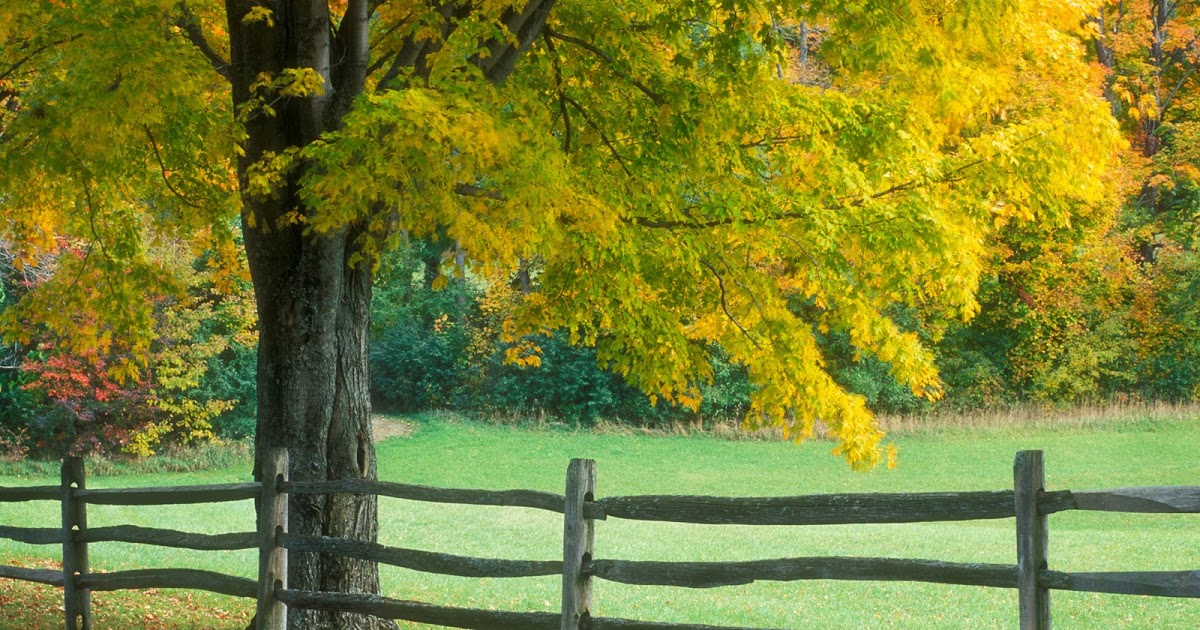 bol bam hd wallpaper,baum,natur,natürliche landschaft,gelb,grün