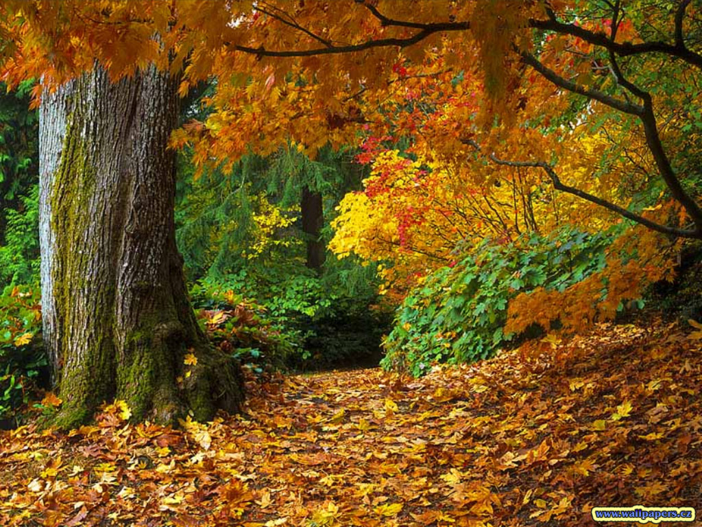 bol bam hd fond d'écran,arbre,paysage naturel,la nature,feuille,forêt de feuillus du nord