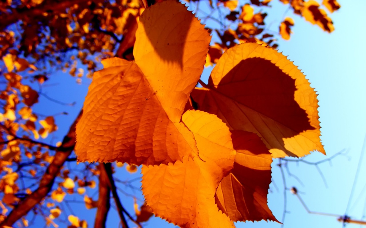 bol bam hd fond d'écran,feuille,arbre,orange,l'automne,plante