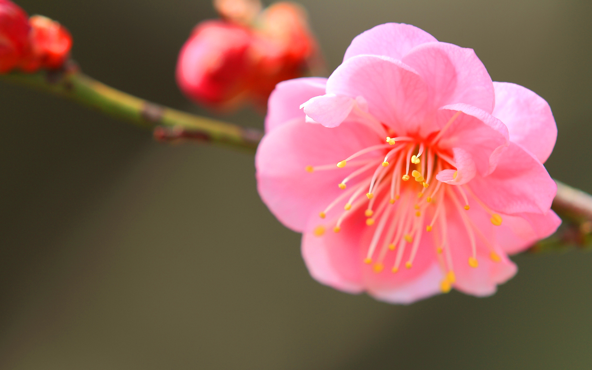 apricot wallpaper,flower,petal,pink,plant,blossom