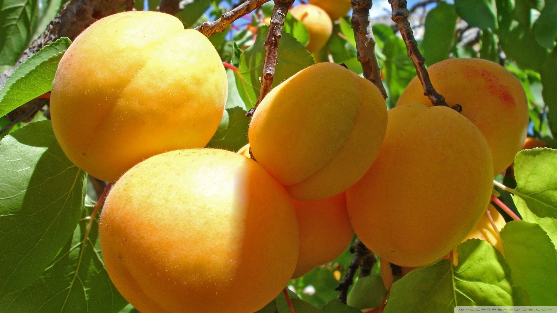 aprikosentapete,obstbaum,obst,europäische pflaume,pflanze,aprikose