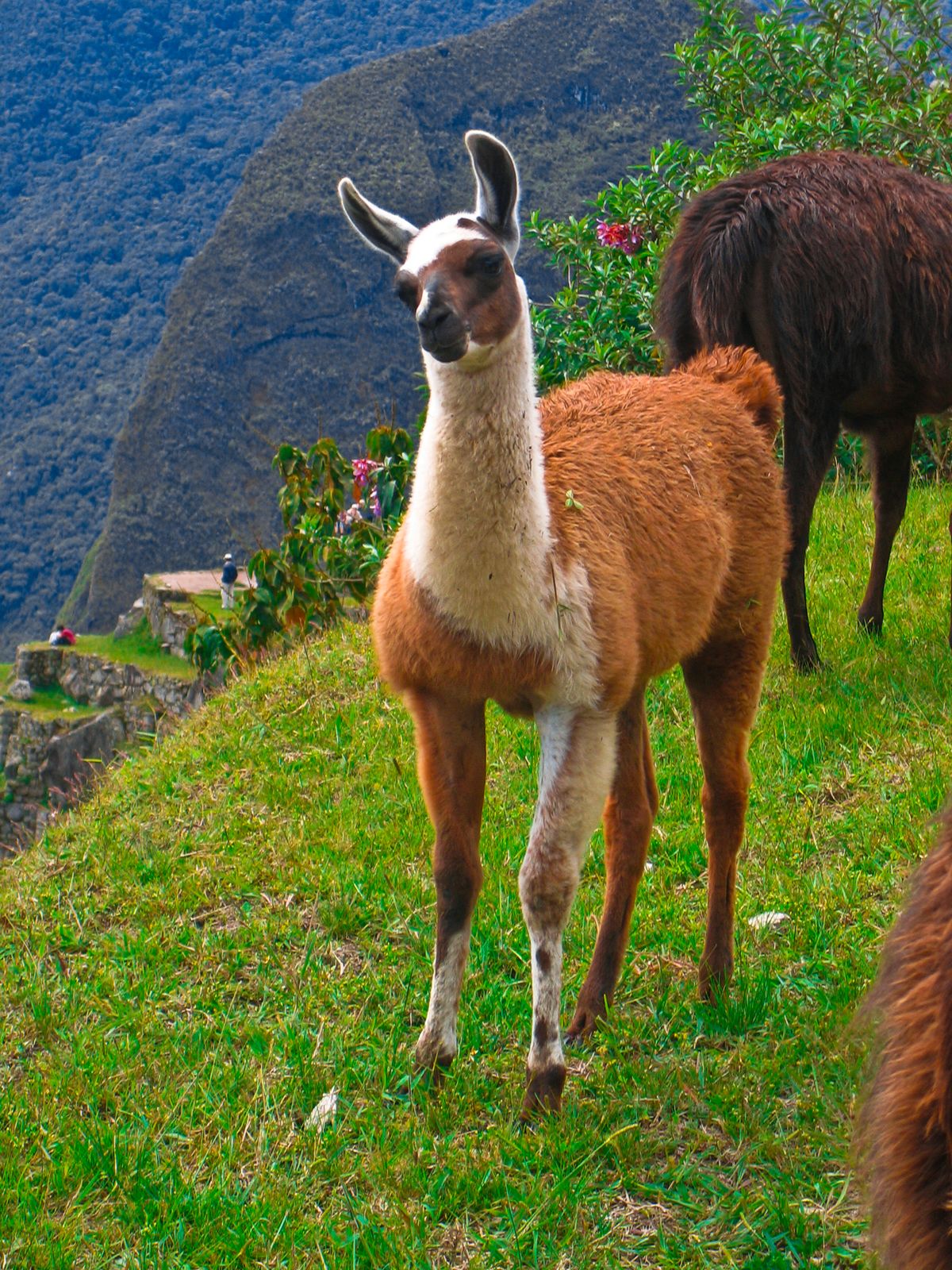 lama wallpaper,llama,alpaca,animal terrestre,fauna silvestre,ganado