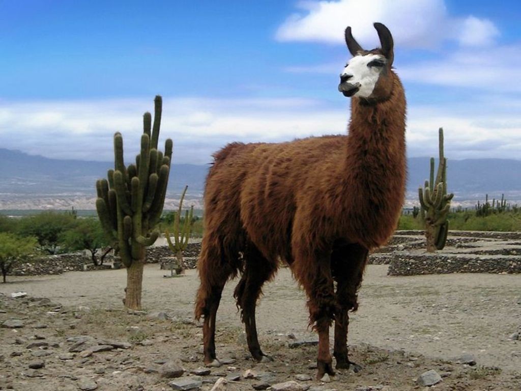 lama wallpaper,llama,alpaca,ganado,animal terrestre,fauna silvestre