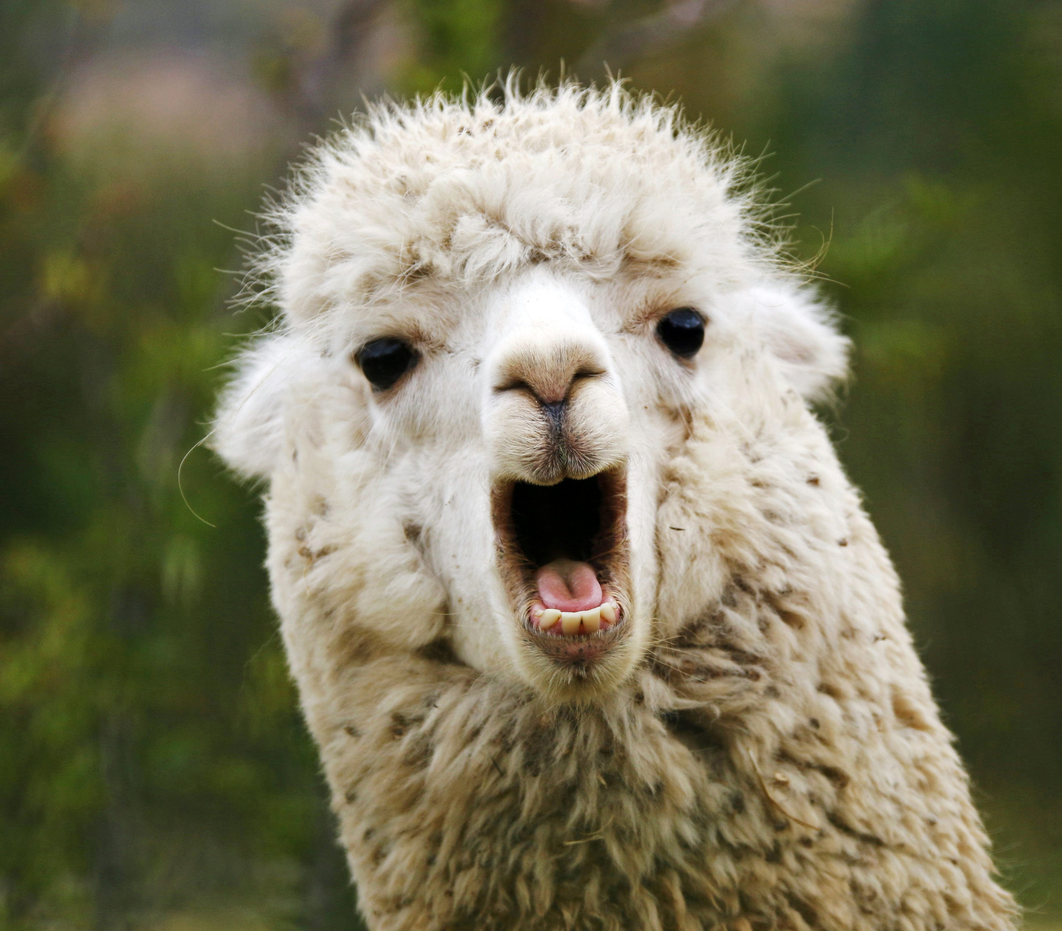 lama wallpaper,mammal,vertebrate,llama,alpaca,camelid