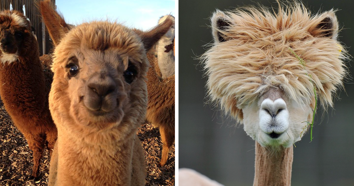 ラマ壁紙,アルパカ,ラマ,陸生動物,野生動物,鼻