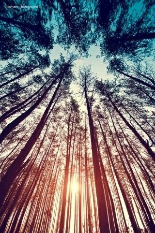 素敵な壁紙tumblr,木,空,自然,自然の風景,森林
