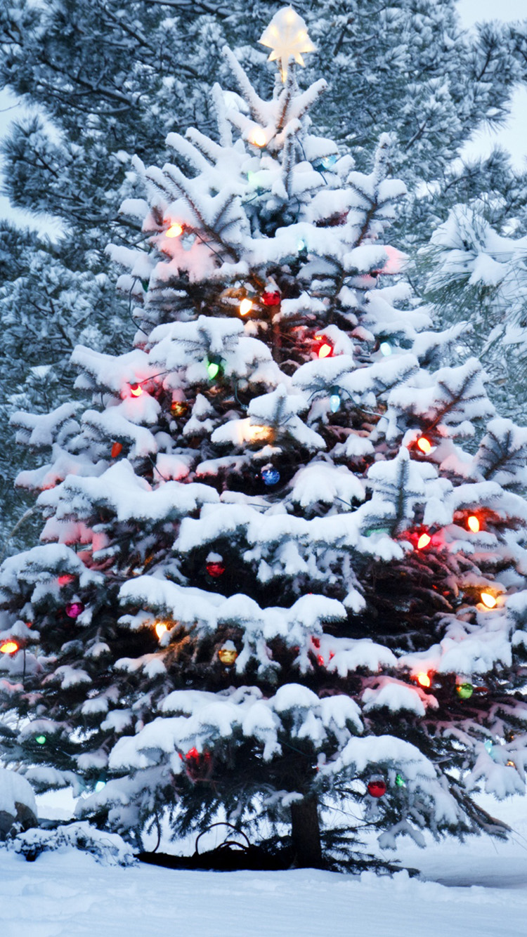 クリスマス壁紙hd iphone,雪,クリスマスツリー,木,冬,コロラドスプルース