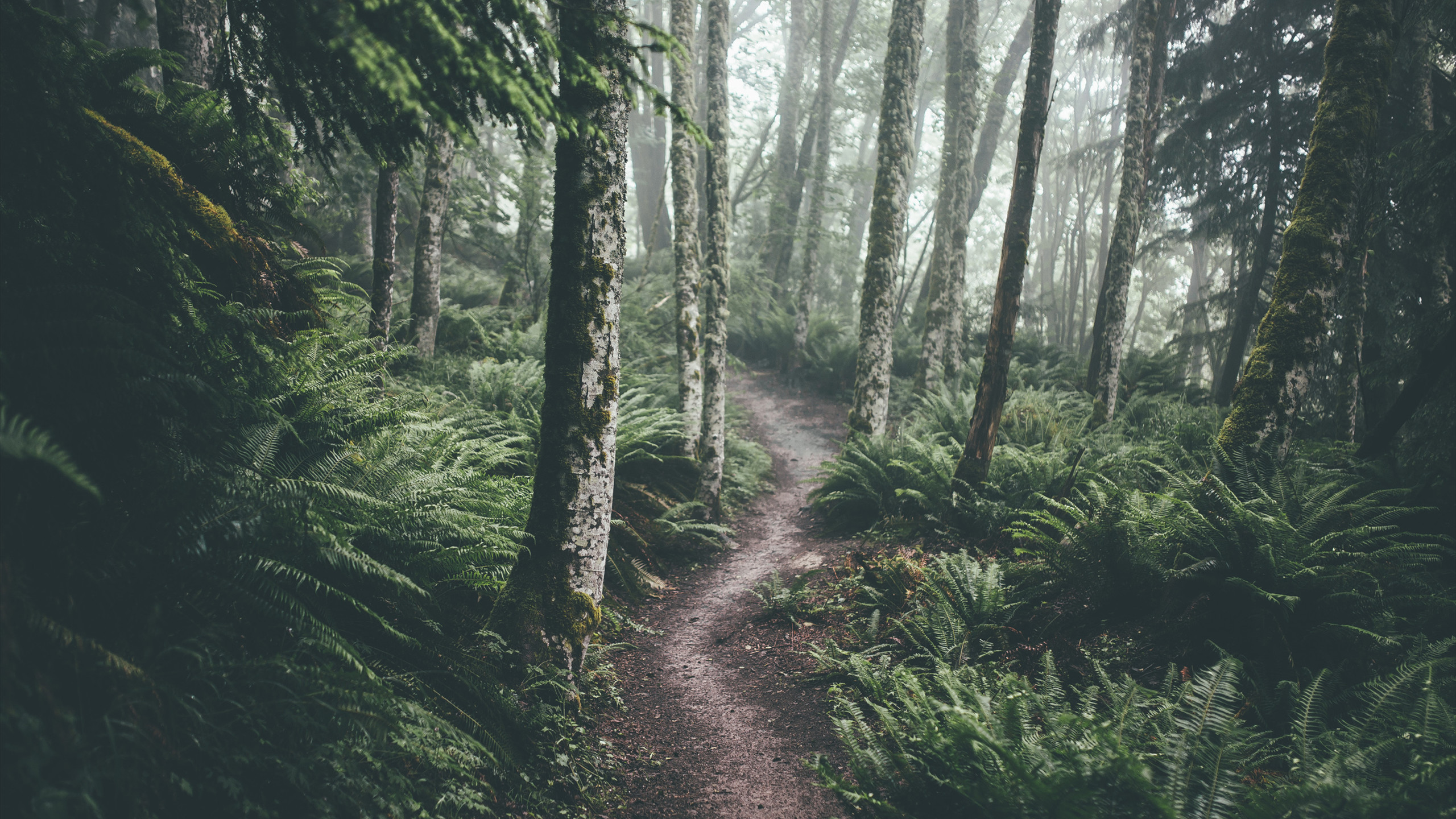 gemütliche tapete,wald,baum,natur,wald,natürliche landschaft