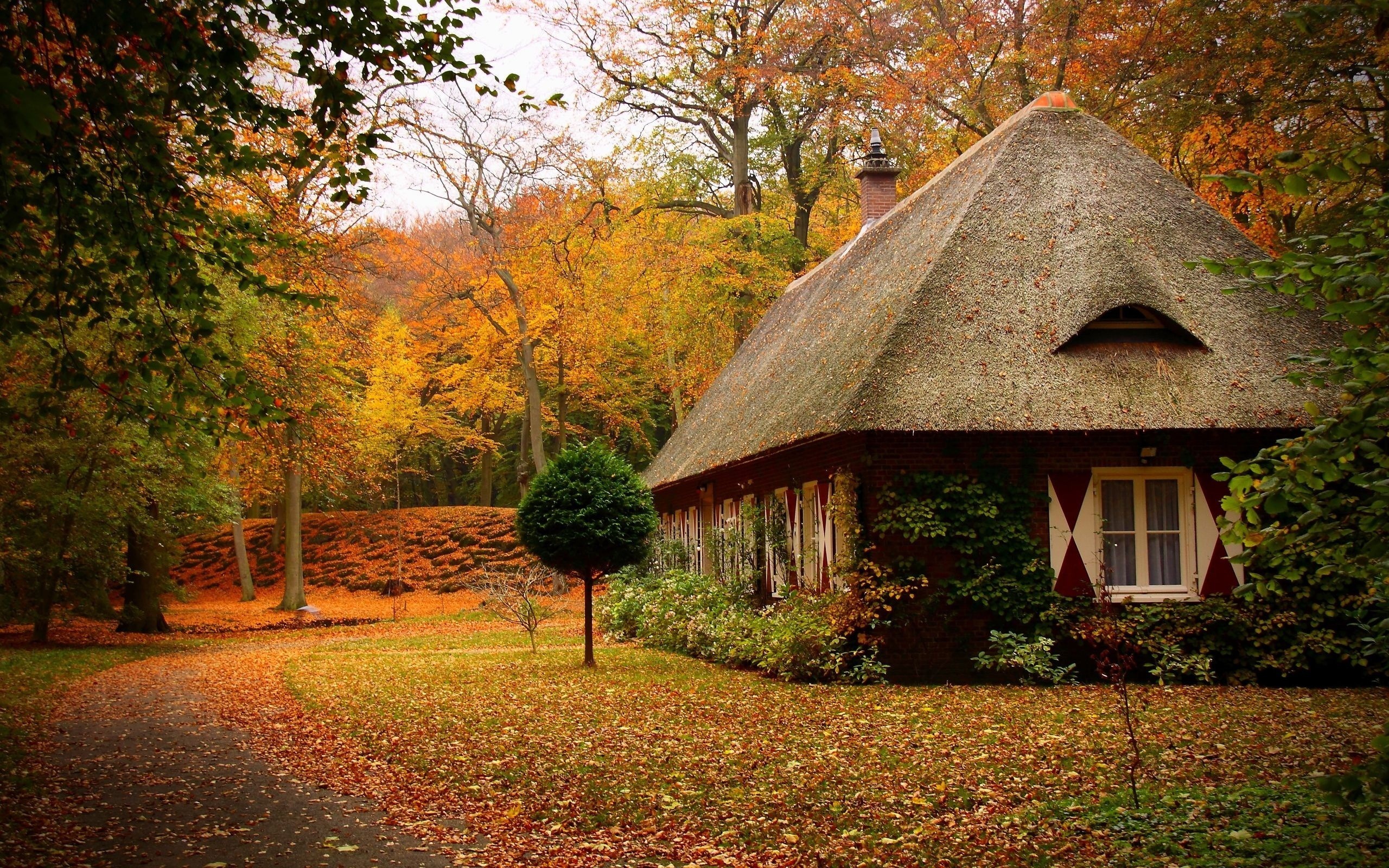 cosy wallpaper,natural landscape,nature,leaf,autumn,tree