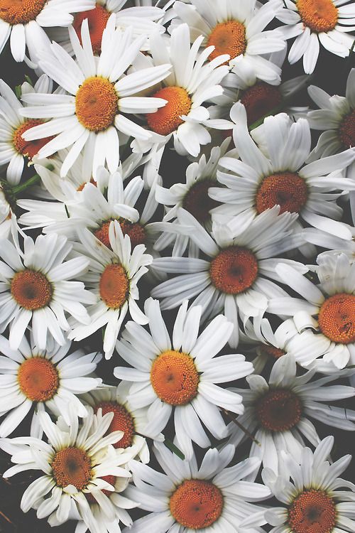 fond d'écran papatya,fleur,marguerite,pétale,camomille,plante