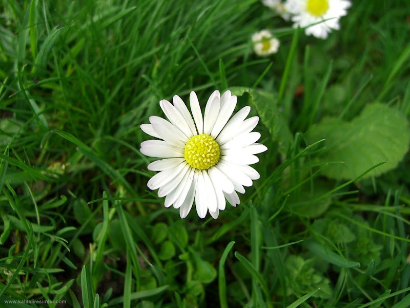 papatya wallpaper,flower,daisy,flowering plant,oxeye daisy,marguerite daisy