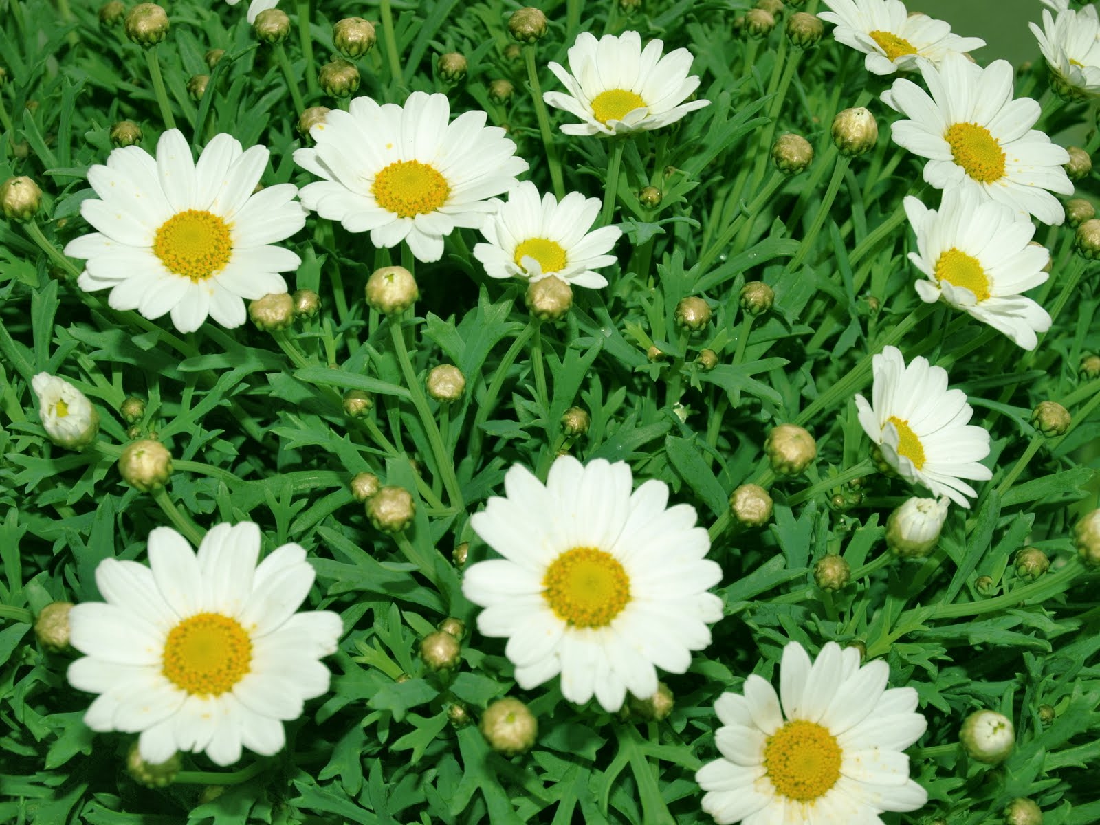 papatya wallpaper,flower,marguerite daisy,flowering plant,oxeye daisy,plant