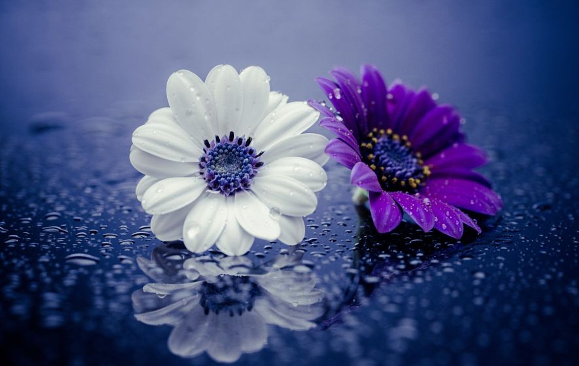 papatya wallpaper,blue,petal,violet,flower,purple