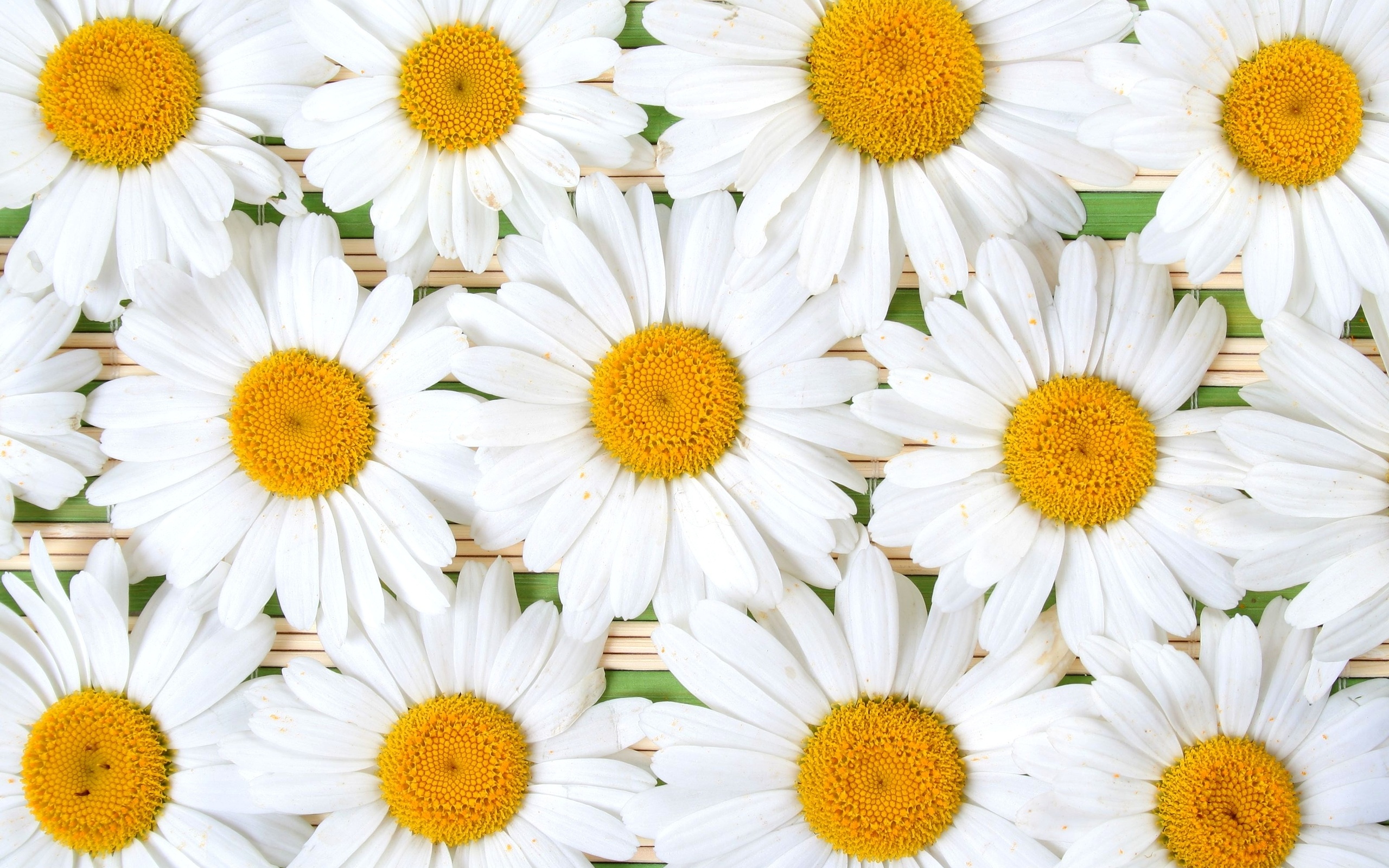 carta da parati papatya,pianta fiorita,oxeye daisy,fiore,camomilla,margherita