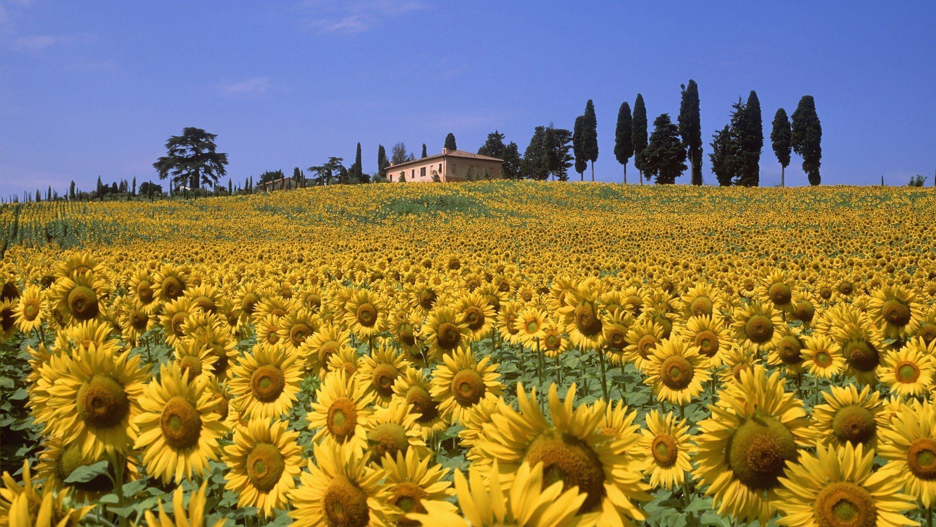 carta da parati toscana,campo,fiore,girasole,giallo,pianta