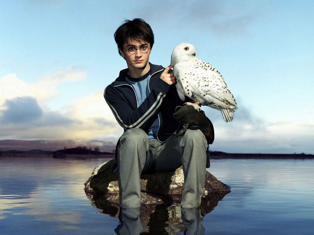 daniel radcliffe fondos de pantalla hd,buho nevado,pájaro,búho,ave de rapiña,halcón