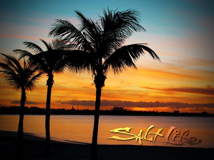 salt life wallpaper,tree,sky,nature,palm tree,sunset