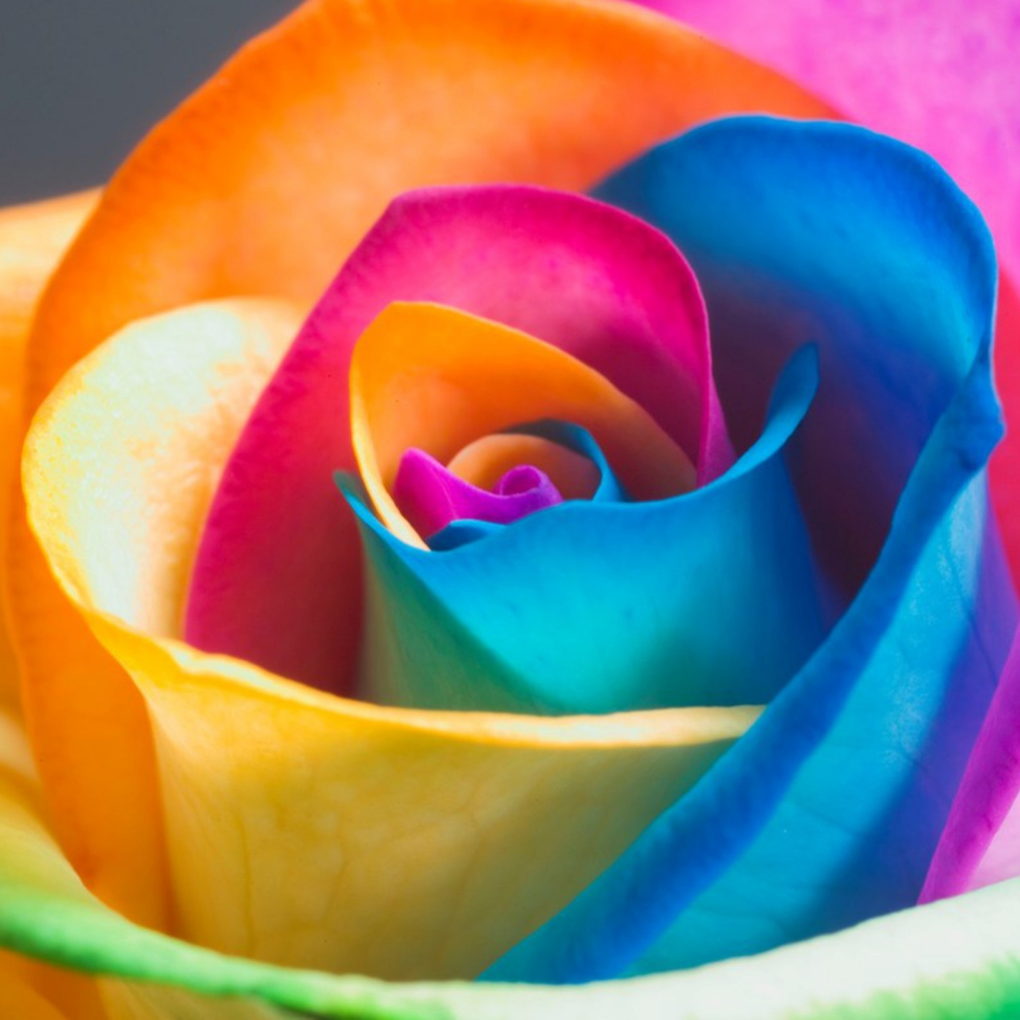 carta da parati regenbogen,petalo,arcobaleno rosa,rosa,fiore,famiglia di rose