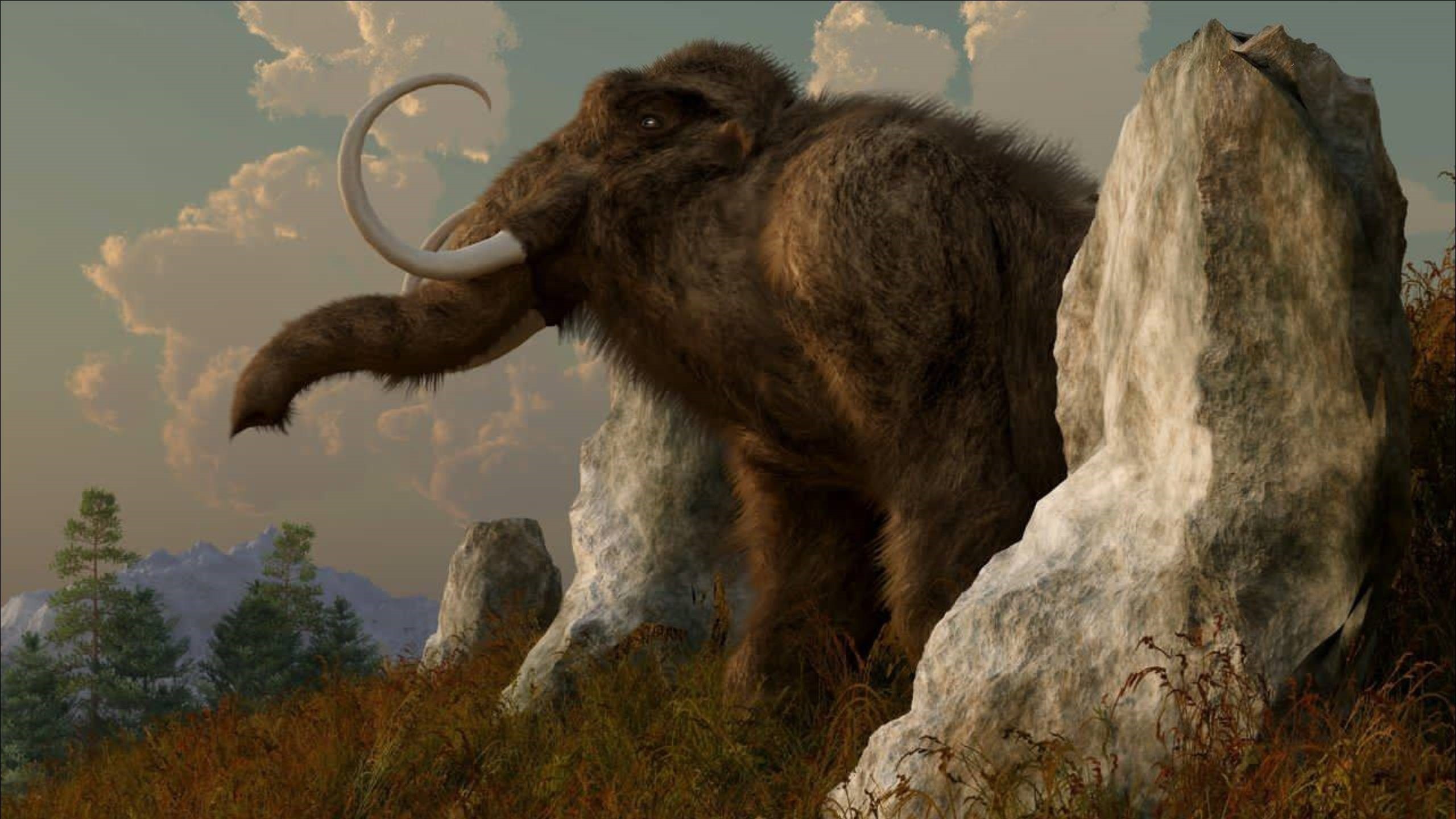 fondo de pantalla de mamut,mamut,fauna silvestre,animal terrestre,elefantes y mamuts,rock