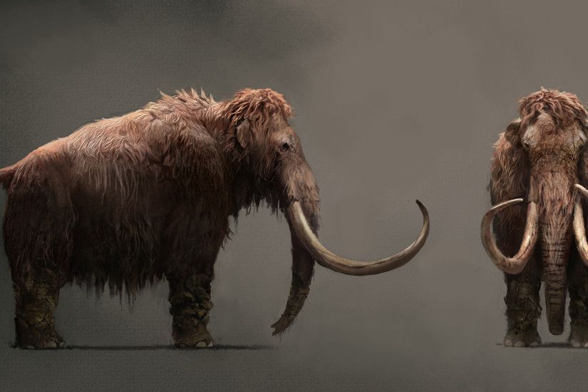 fondo de pantalla de mamut,elefantes y mamuts,mamut,elefante,animal terrestre,fauna silvestre
