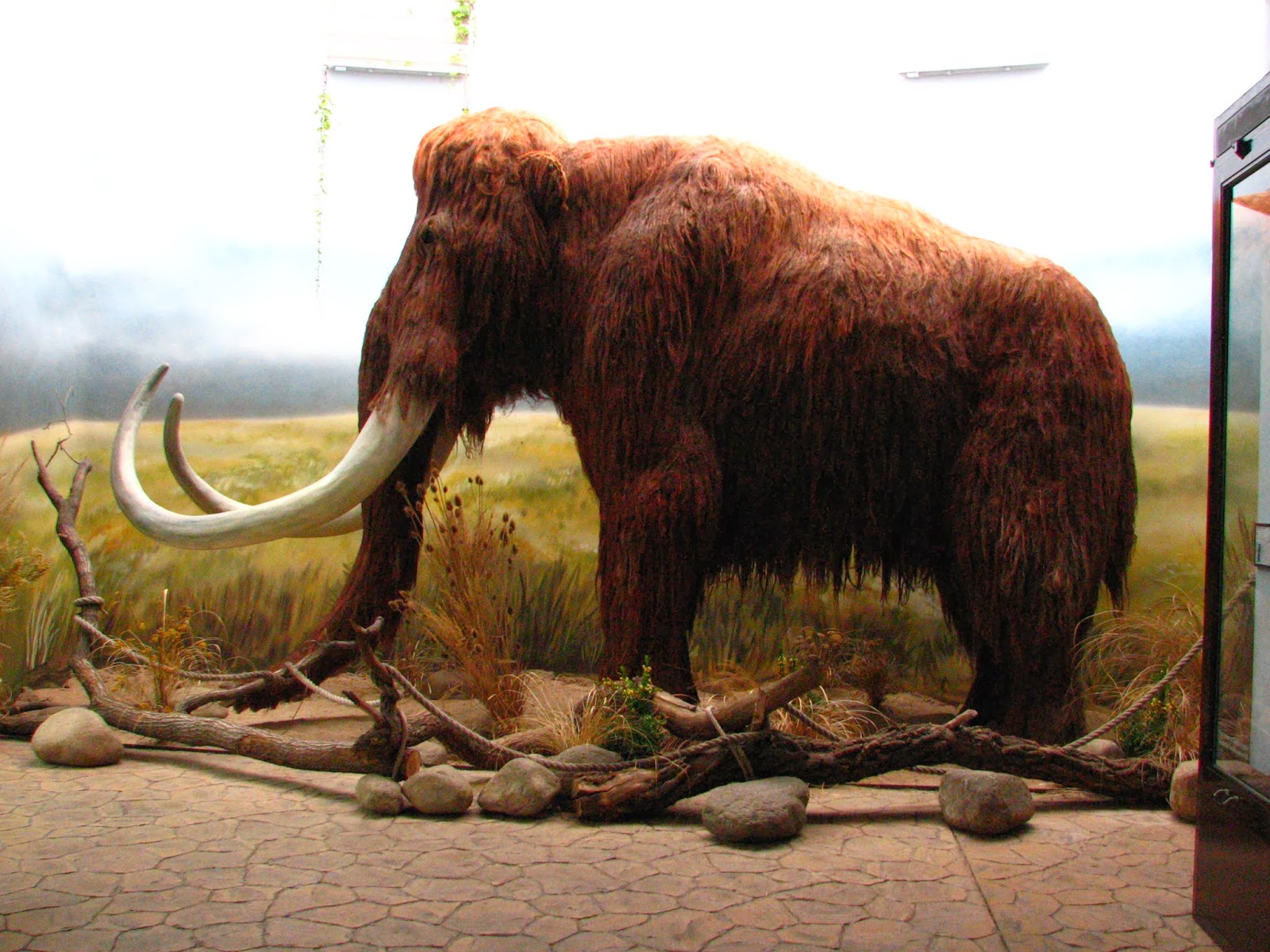 fondo de pantalla de mamut,elefantes y mamuts,mamut,animal terrestre,elefante,fauna silvestre