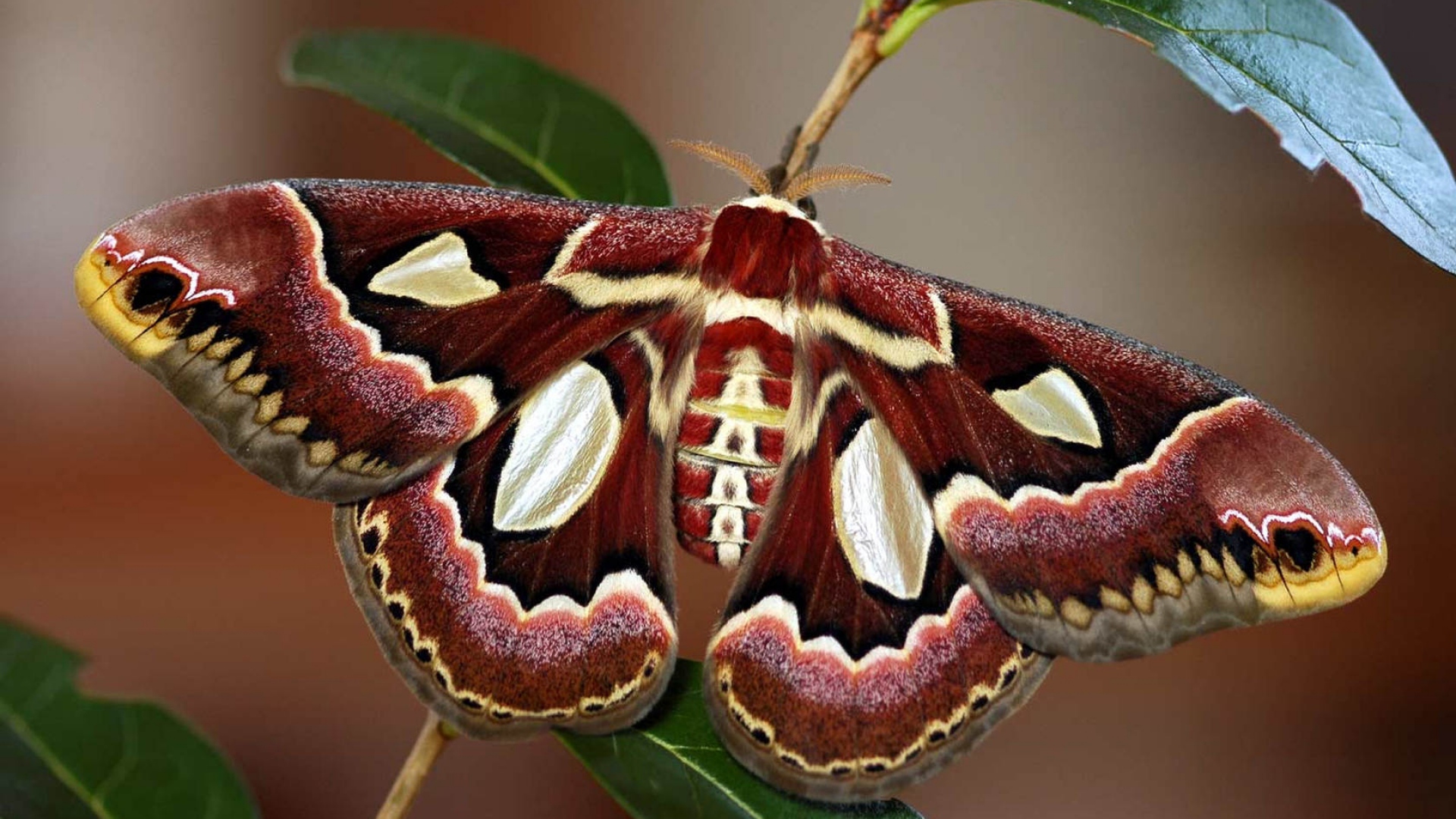 moth wallpaper,moth,insect,cecropia moth,moths and butterflies,invertebrate