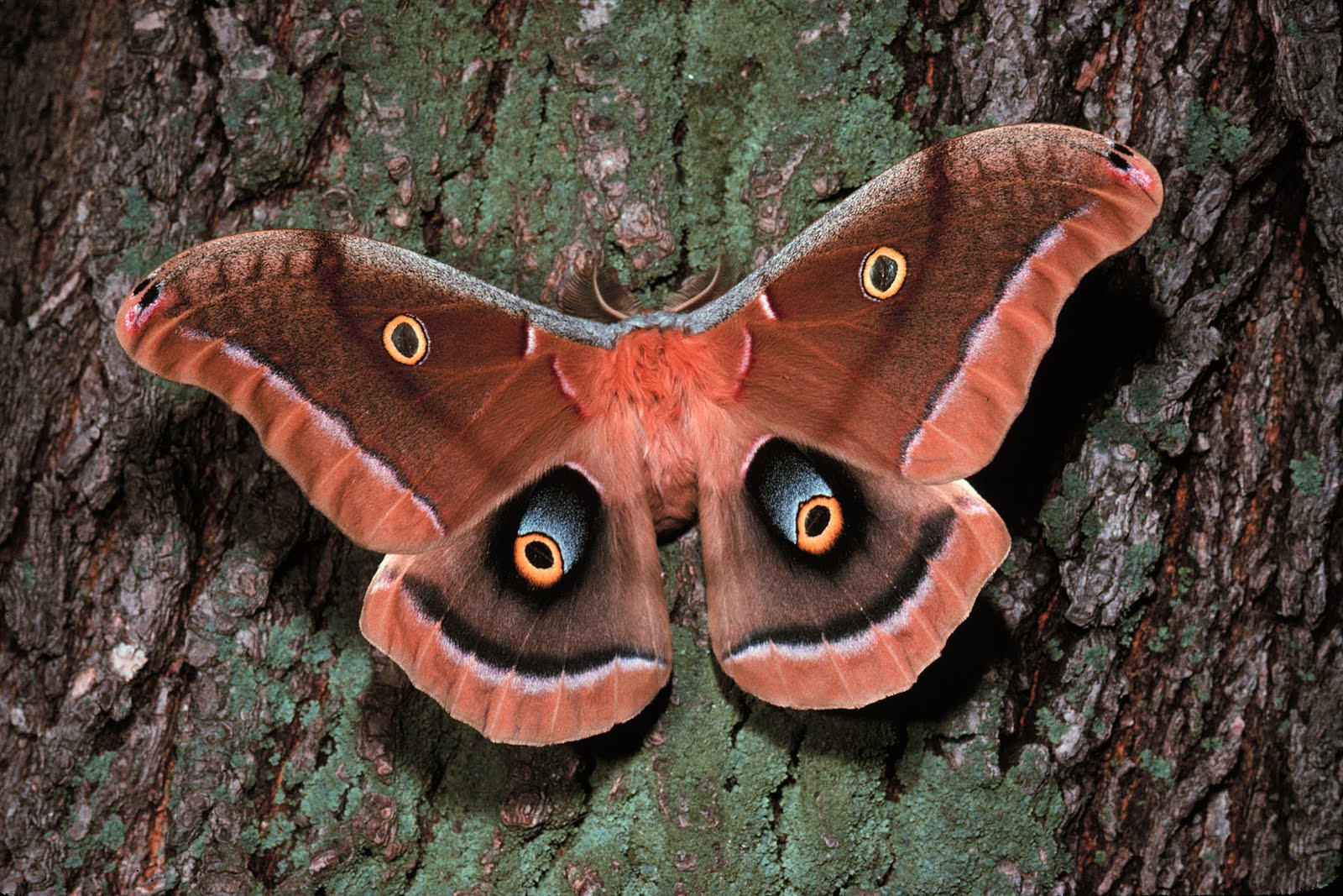 moth wallpaper,moths and butterflies,moth,insect,cecropia moth,polyphemus moth