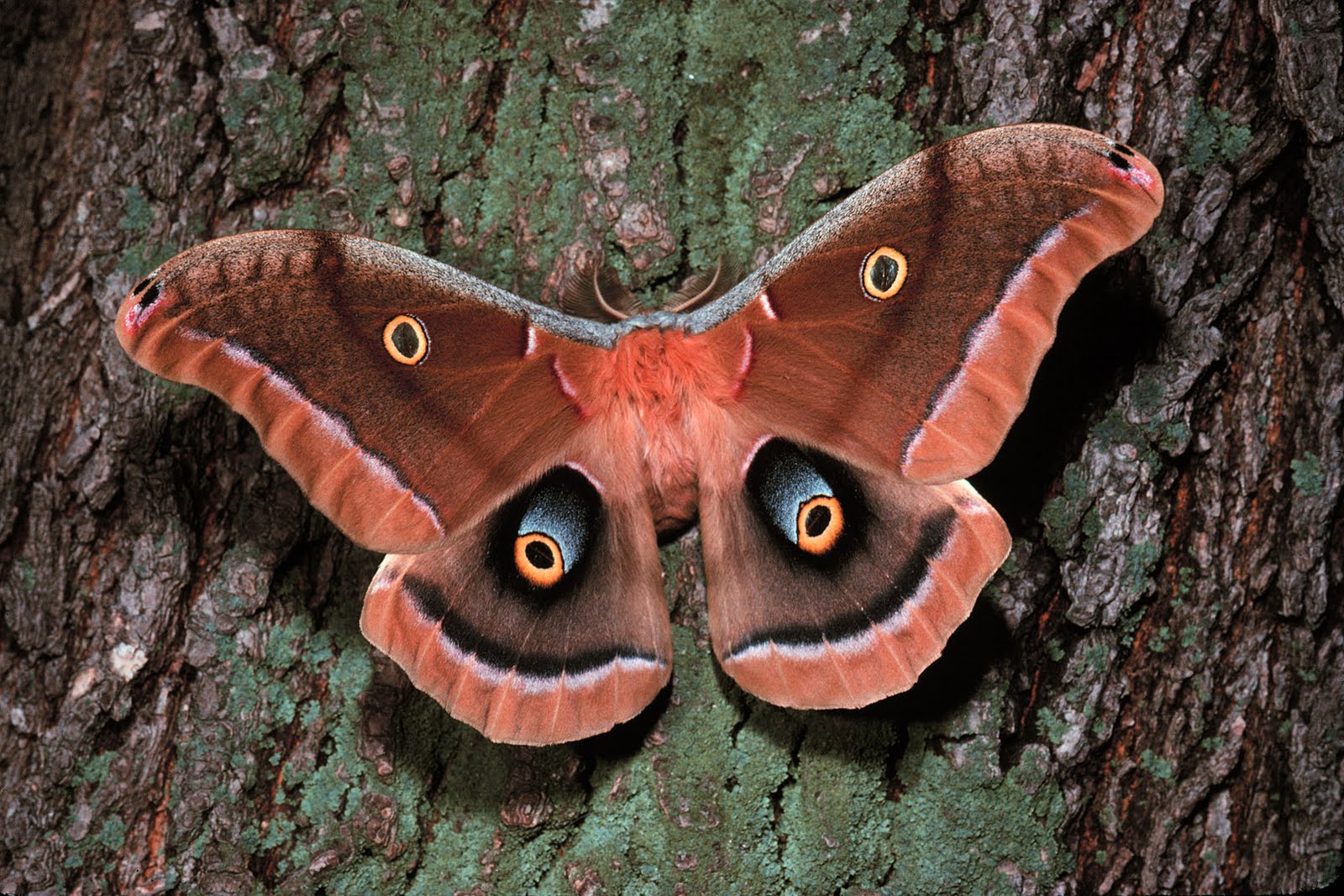 papier peint papillon,papillons et papillons,papillon de nuit,insecte,papillon de la cécropie,papillon de nuit polyphème